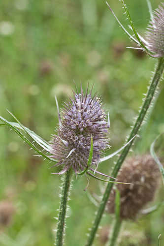 Dipsacus fullonum #2